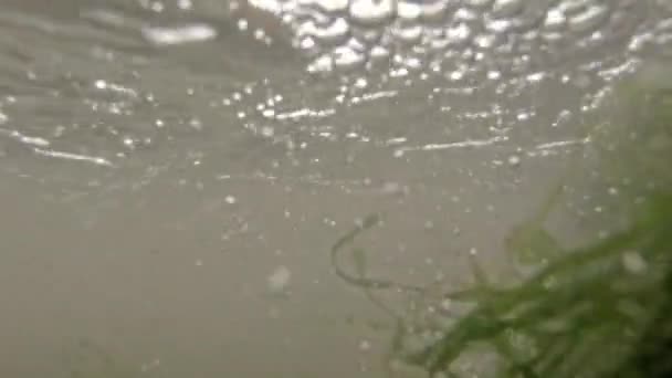 Felvétel, fölött és alatt a víz felszínén mellett pier — Stock videók
