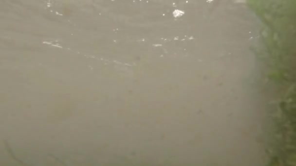Nad a pod vodní hladinou vedle mola — Stock video