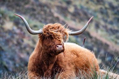 Kıllı İskoç Highlander - yayla sığır - road, Isle of Skye yanındaki