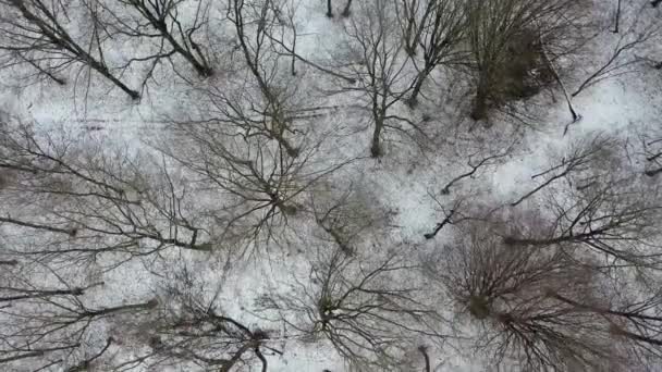 Vue aérienne de la forêt d'hiver avec trace de véhicule et clairière — Video