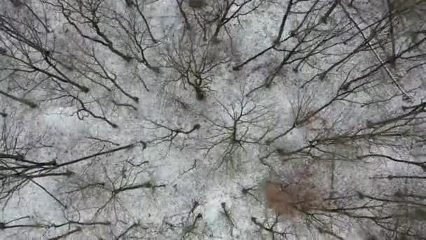 Vista aérea da floresta de inverno Lauersfort em Moers, Alemanha — Vídeo de Stock