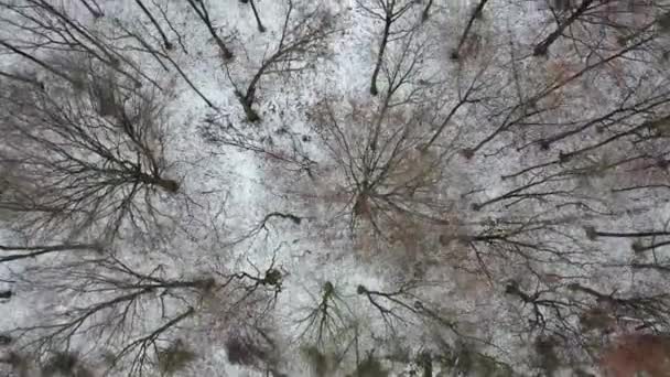 Letecký pohled na zimní les Lauersfort v Moers, Německo — Stock video
