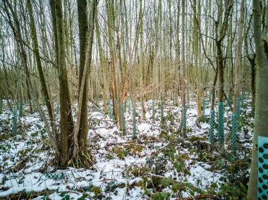 Almanya'da kış orman ağaç koruma sistemi
