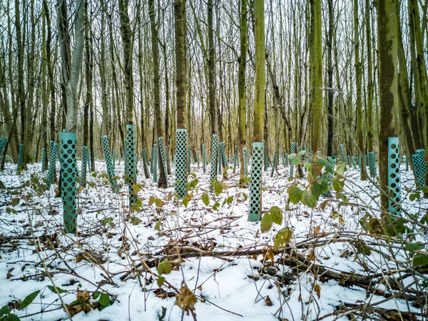 Система охраны деревьев в зимних лесах Германии — стоковое фото