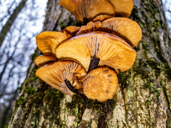 Closeup of fresh Oyster Mushroom growing on a tree - Pleurotus ostreatus