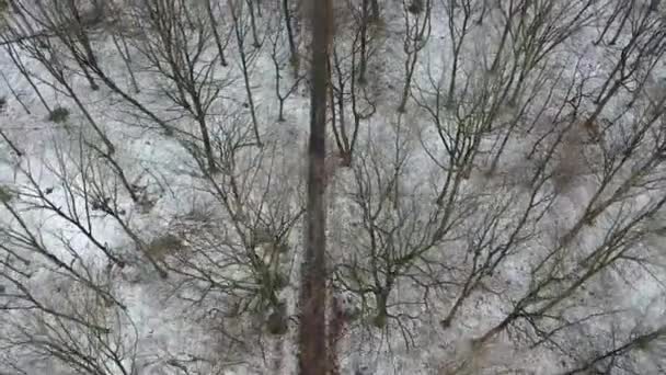 Flygfoto över vintern skogen med fordonet spår kommer ut ur skogen — Stockvideo