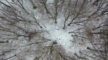 Glade ile kış orman havadan görünümü
