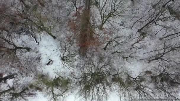 Vista aérea del bosque de invierno con sendero — Vídeos de Stock