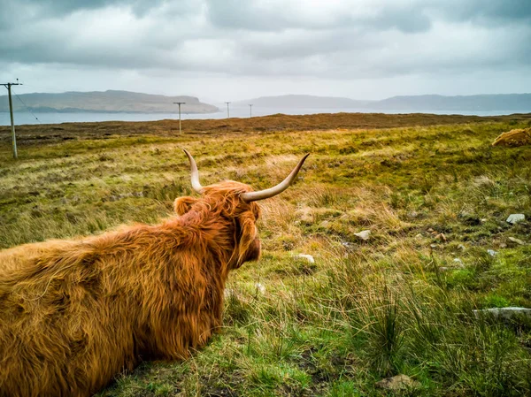 Vacca delle Highland che depone nel campo autunnale in Scozia — Foto Stock