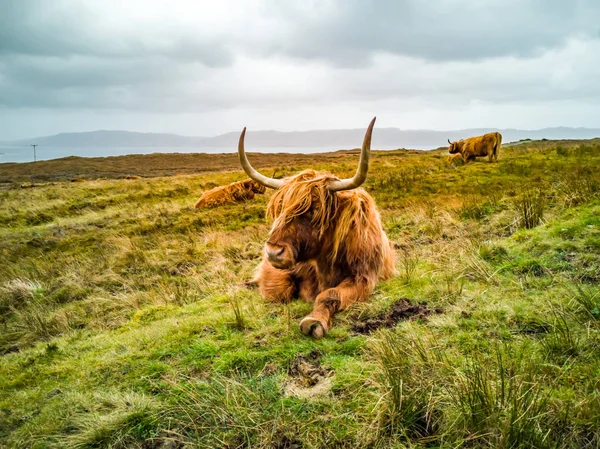 La vache des Highlands posée dans le champ d'automne en Écosse — Photo