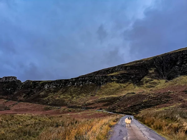Einspurige Straße mit einsamen Schafen auf der Insel Raasay, Schottland — Stockfoto