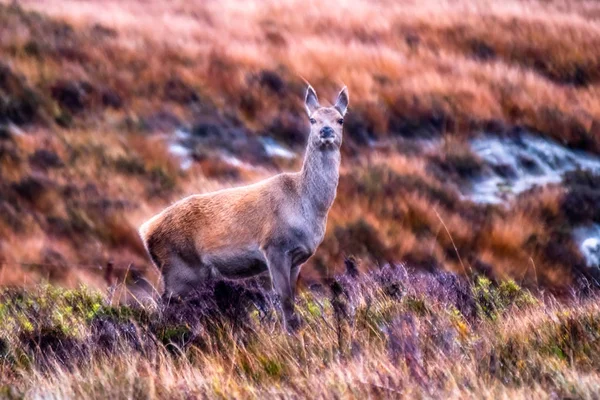 Rozmazané jelen stojící podzimní moor v Skotsku — Stock fotografie