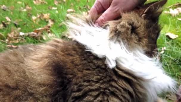 Досить коричневий кіт насолоджується повзанням — стокове відео