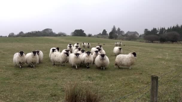 Divertida oveja curiosa mirando y caminando hacia la cámara — Vídeo de stock