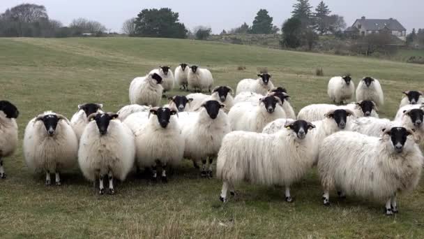 Funny curious sheep looking and walking towards the camera — Stock Video