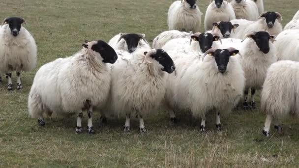 Смешная любопытная овца смотрит и идет к камере — стоковое видео