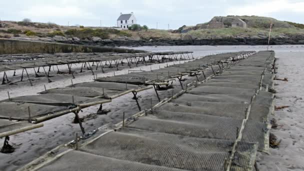 Trappole per ostriche e ostriche, sacchi a rete galleggiante di Carrickfinn nella contea di Donegal, Irlanda — Video Stock