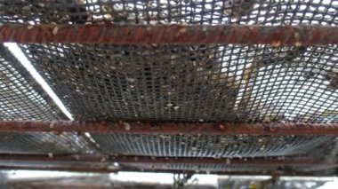 Oyster tarım ve istiridye tuzakları, County Donegal, İrlanda Carrickfinn tarafından yüzen örgü torbalar