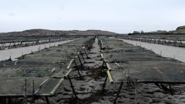 Austernzucht und Austernfallen, schwimmende Netztaschen von Aasflossen im County Donegal, Irland — Stockvideo