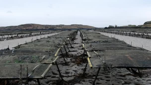 カキの養殖とカキのトラップ、アイルランドのドニゴール郡のキャリックフィンによる浮遊メッシュバッグ — ストック動画