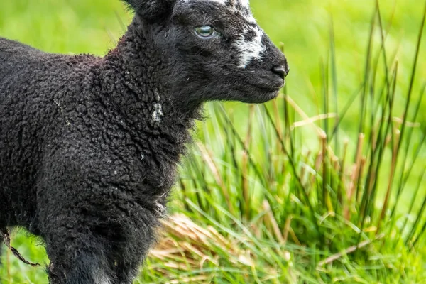 Little black Lamb standing a field in Ireland — Stock Photo, Image
