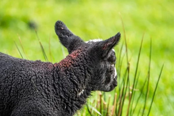 Pequeño corderito negro parado en un campo en Irlanda — Foto de Stock