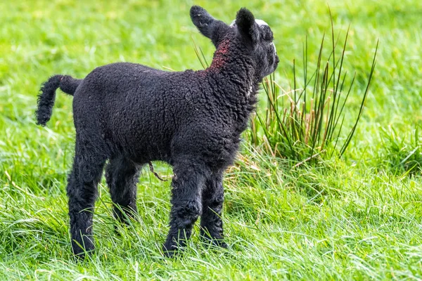 Маленький чорний баранина стояв поле в Ірландії — стокове фото