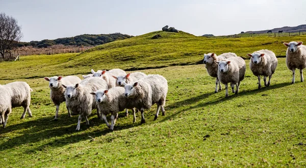 Funny Flock of Staring Sheep looking into the camera