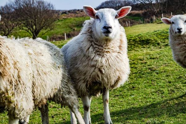 Divertido rebaño de ovejas mirando fijamente a la cámara — Foto de Stock