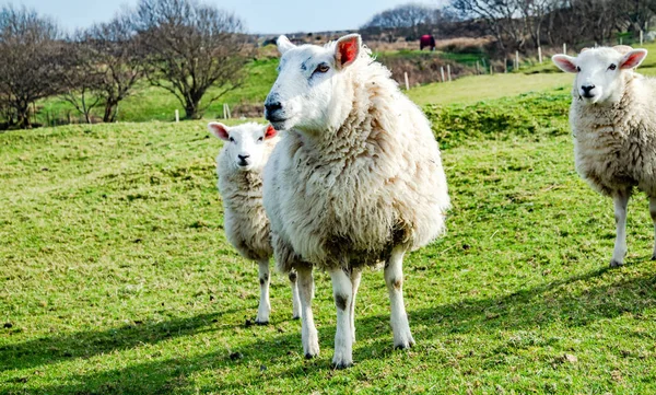 Funny Flock of Staring Sheep looking into the camera