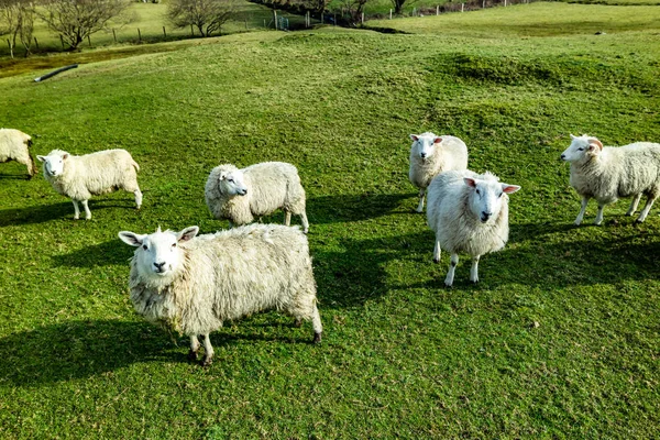Funny Flock of Staring Sheep looking into the camera