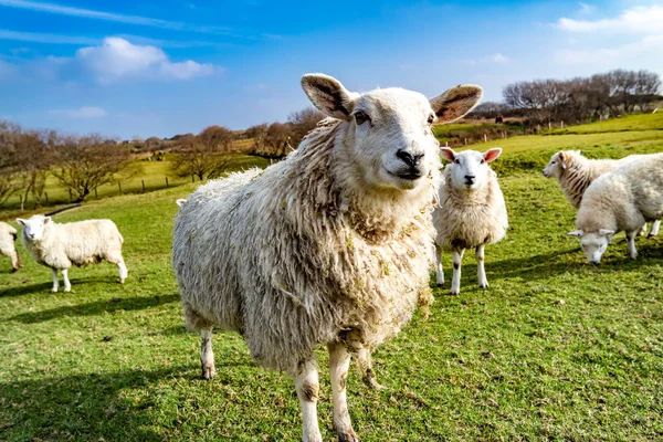 Funny Flock of Staring Sheep looking into the camera