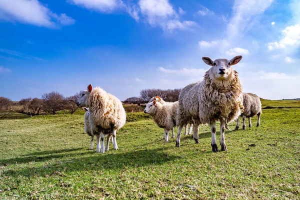 Funny Flock of Staring Sheep looking into the camera