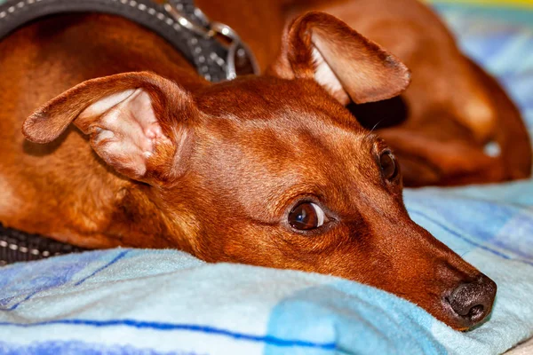 カーペットの上に横たわっている犬の品種ミニチュアピンシャー — ストック写真