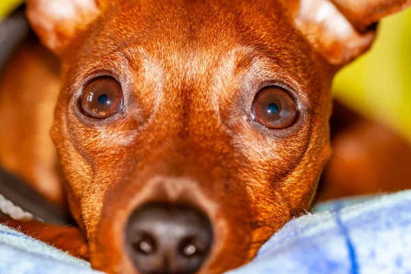 カーペットの上に横たわっている犬の品種ミニチュアピンシャー — ストック写真