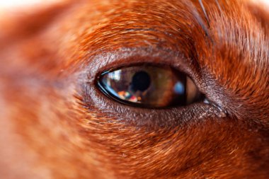 Köpek ırkı minyatür pinscher göz yakın