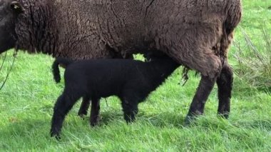 Sevimli siyah küçük kuzular süt emme