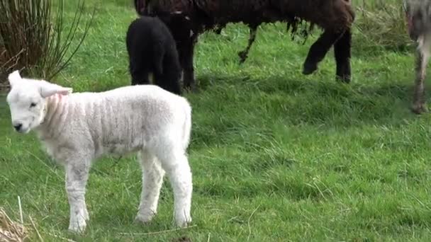 Χαριτωμένα μικρά πρόβατα που βόσκουν σε ένα χωράφι στην Ιρλανδία — Αρχείο Βίντεο