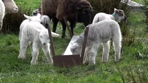 Söta små lamm bete i ett fält i Irland — Stockvideo