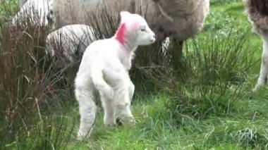 İrlanda'da bir alanda otlayan sevimli küçük kuzular