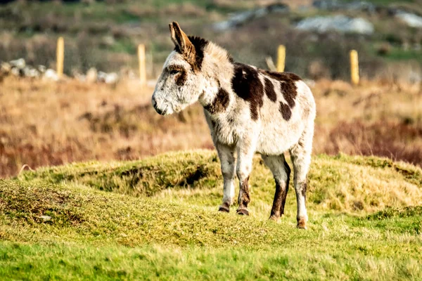 Esel som står på en eng med grønt gress i Irland – stockfoto