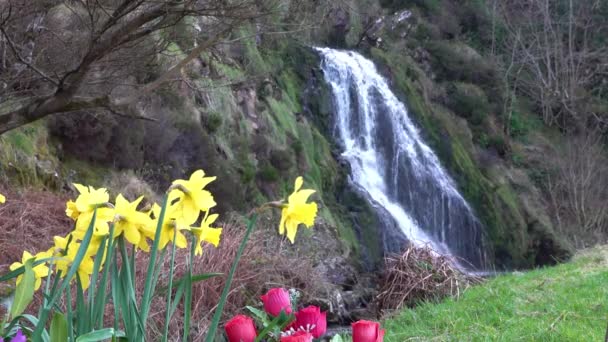 Aérea de Assaranca Waterfall en el Condado de Donegal - Irlanda — Vídeo de stock