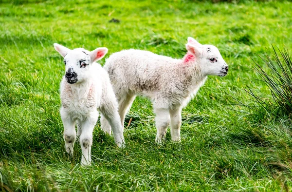 아일랜드의 들판에서 방목하는 귀여운 어린 양 — 스톡 사진