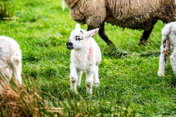 Petits agneaux mignons pâturant dans un champ en Irlande — Photo