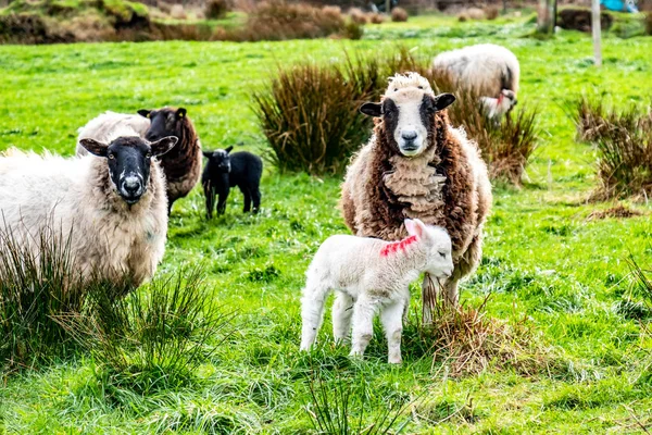 Petits agneaux mignons pâturant dans un champ en Irlande — Photo