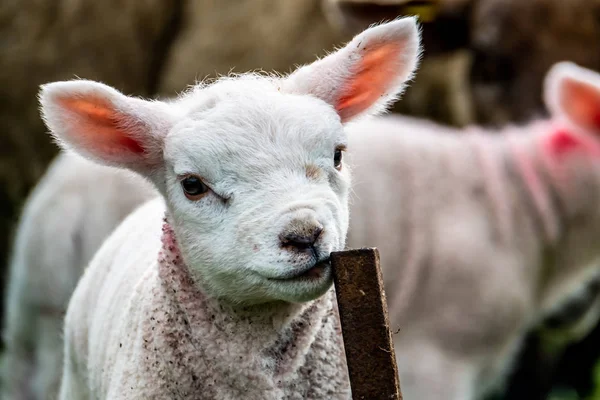 Lindos corderitos pastando en un campo en Irlanda — Foto de Stock