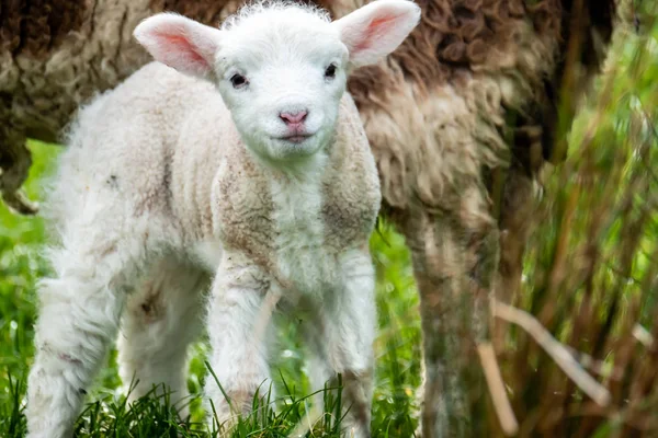 Carini agnellini al pascolo in un campo in Irlanda — Foto Stock
