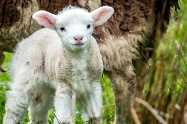 Petits agneaux mignons pâturant dans un champ en Irlande — Photo