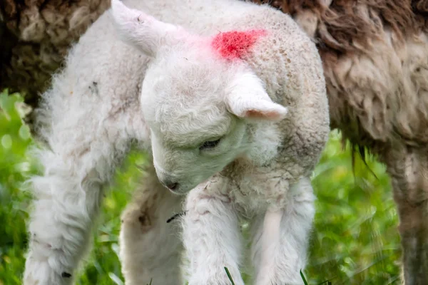 Cute little lambs grazing in a field in Ireland