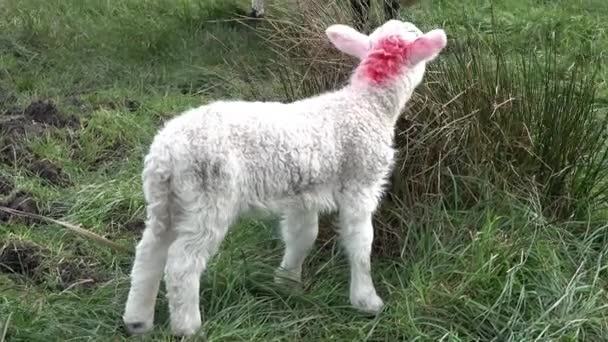 Petits agneaux mignons pâturant dans un champ en Irlande — Video